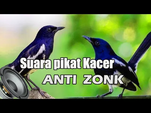 Download MP3 Suara pikat kacer anti zonk ampuh 100% memanggil kacer liar.