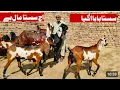 Download Lagu Mashallah baabe saste ke a plus quality wali sasti bakriyan 03136805101 amritsari zafar Bakra TV 