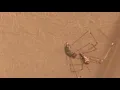Download Lagu Torture For Flys 🪰 | off planet films 🎥