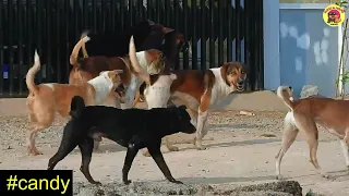 street dogs breeding in field animal breeding season candy