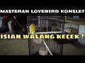 Download Lagu Isian WALANG KECEK ! || Masteran Lovebird Konslet
