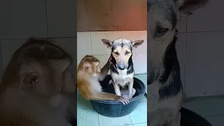 baby Monkey best funny videos