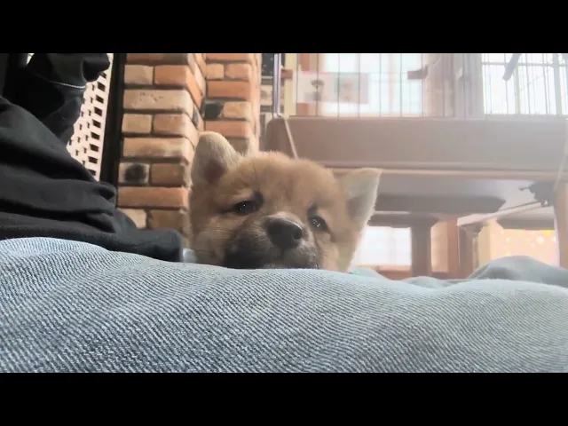 動画