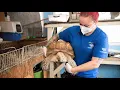 Shop of horrors 150 exotic animals rescued from severe neglect