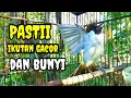 Download Lagu Suara burung kutilang gacor memanggil lawan Ampuh buat pancingan kutilang agar bunyi