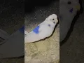Download Lagu white love birds breeding video 😍🔥 Lovebuddies #shorts #birds #lovebirds