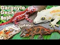 Gargoyle Gecko Morphs Explained