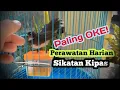 Download Lagu Perawatan Harian Burung Sikatan Kipas
