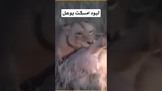 لبوه تفترس وعل 