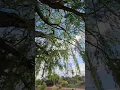 Download Lagu Weeping Willow In the Wind  | #meditation #tree
