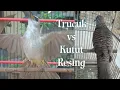 Download Lagu Trucuk vs Kutut Resing