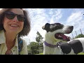 Adoptable Iris Great blend of active and chill She will make a great companion