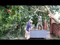 Download Lagu Clean Up Abandoned House | Cutting Fallen Trees After the Storm and Found a Creepy Secret
