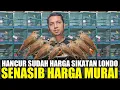 Download Lagu HANCUR SUDAH HARGA BURUNG SIKATAN LONDO/COMMON NIGHTINGALE DIKIOS PASAR BURUNG PRAMUKA
