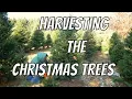 Harvesting Christmas Trees - Starting a Christmas Tree Farm