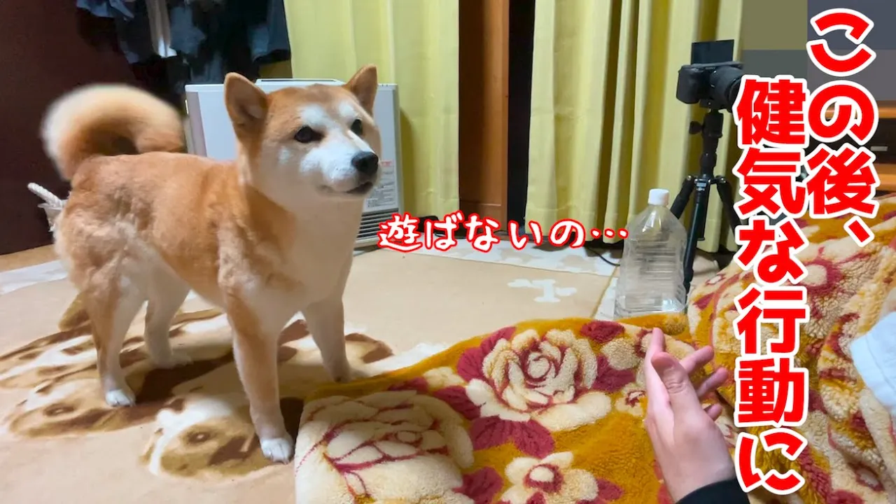 飼い主が遊んでくれなくて悲しそうな柴犬 その後可愛すぎた