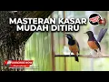 Download Lagu Masteran Murai Batu Juara Volume Kristal Muntah Koral Full Isian Cucak Cungkok Super Gacor