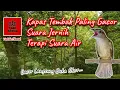 Download Lagu Kapas tembak paling gacor suara jernih dengan terapi suara air mengalir