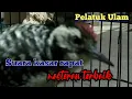 Burung Pelatuk ulam tembakan kasar Masteran Terbaik untuk Murai batu, Cucak ijo