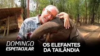Conheça a Tailândia, país onde elefantes passaram e ser tratados com respeito e devoção