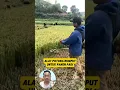 Lagu Alat potong rumput untuk panen padi #shorts