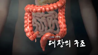 [명의 의학백과📖] 대장의 구조