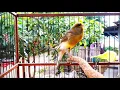 Download Lagu Canary Bird Singing Video - Best Canary Bird Training Song