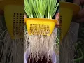 Lagu harvesting green onions by cutting the long green leaves with sharp scissors in a yellow container