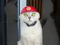 Download Lagu Sonya‘s rescue operation ⛑️ #cats #cat