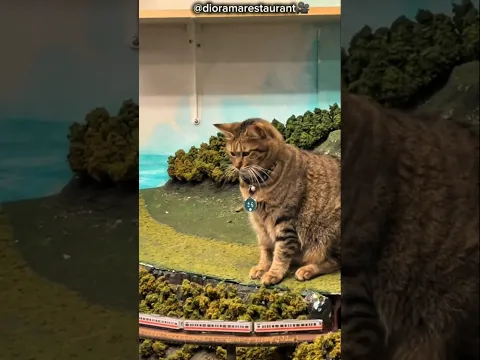 Cat Saved A Hotel😍 #bts