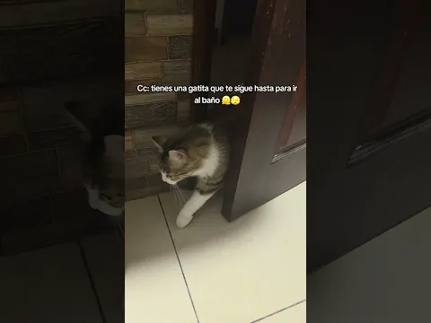 Síguenos para más consejos de un gato viejo 😼🙏🏾#fyp #consejosdeungatoviejo #danostupatitamiga