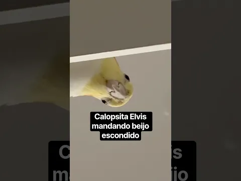 #calopsita #cockatiel #beijo
