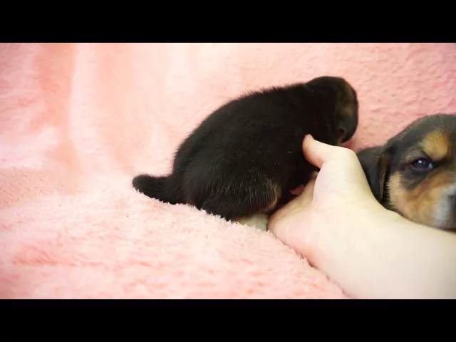 動画