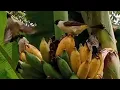 Download Lagu Rileksasi Suara Burung Kutilang Sedang Makan Buah Pisang di Alam Liar