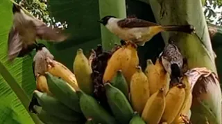 rileksasi suara burung kutilang sedang makan buah pisang di alam liar