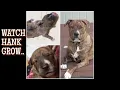 PIT SHEPHERD MIX GROWING UP TIME LAPSE HANK THE TANK PITBULL FACTS AND INFO WHAT S A PIT MIX