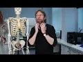 Download Lagu Nekbandspieren (anatomie)