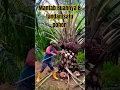 Download Lagu Josss, Delapan Tandan Satu Pohon. Sawit Unggul Yang Subur. #kelapasawit #shorts