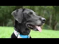 Meet Lacey Great Dane Lab Mix Great Dane Rescue