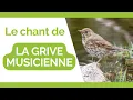 Download Lagu Le CHANT de la GRIVE MUSICIENNE