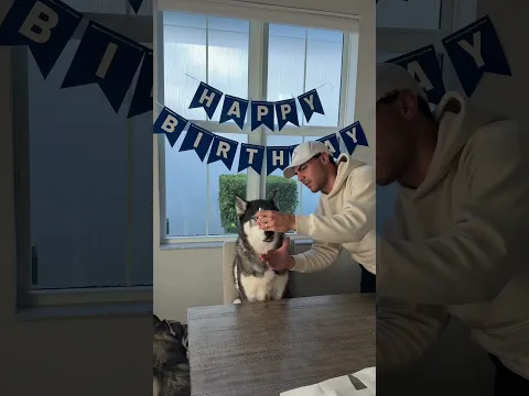 All my dog wanted for his birthday was peace and quiet… #dogsofyoutube #dog #dogs #birthday #husky