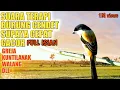 Download Lagu Suara Terapi Burung Cendet Supaya Cepat Gacor | full isian