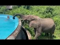 When Wild Animals Get Way Too Close 😱