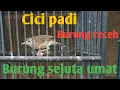 Download Lagu cici Padi lagi belajar kicau