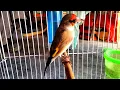 Himalayan Gold Finch Singing on gold finch full sounds