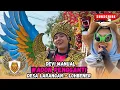 Download Lagu Wadon Pengganti Voc . Devi Manual Singa Depok Angga Putra || Larangan Lohbener Indramayu