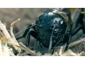 A cricket s chirping sounds quite different in slow motion Snippet