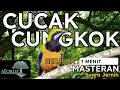 Lagu MASTERAN MURAI BATU ||CUCAK CUNGKOK Besetan Dan Tembakan Tajam BERJEDA 1 MENIT