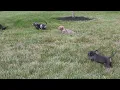 Mini Dachshund Puppies For Sale