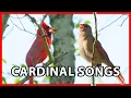 Cardinal Songs and Sounds Female Cardinal Song